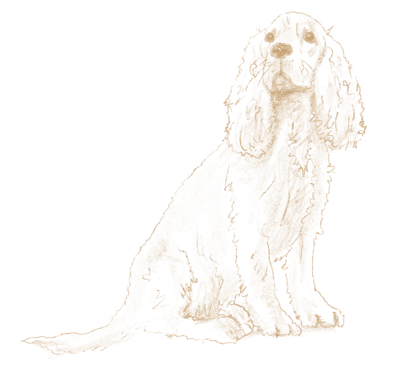Un chien à poils longs est assis sur un sol clair