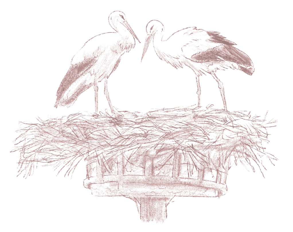 Deux oiseaux blancs se tiennent sur un nid construit sur une structure en bois