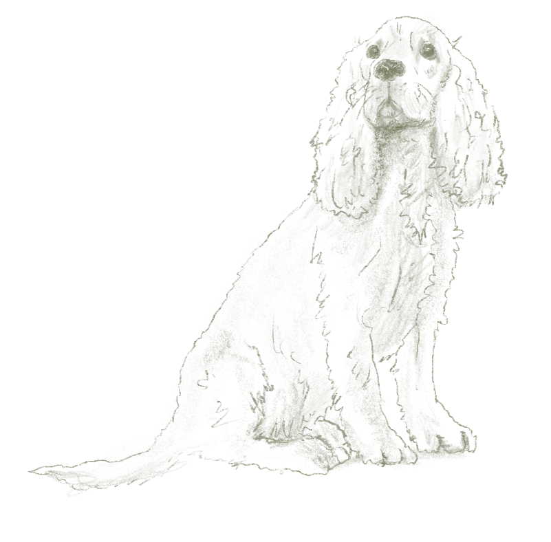 Cocker spaniel assis, regard vers le haut, dessin au trait