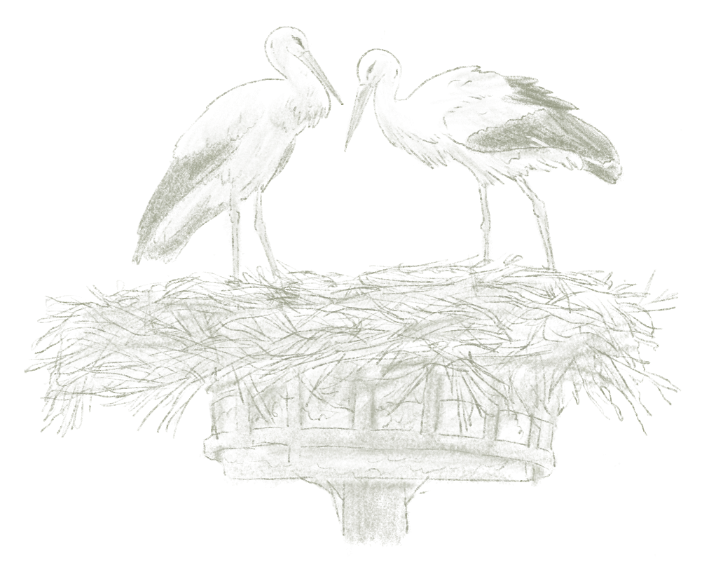 Deux oiseaux blancs se tiennent sur un nid construit sur une structure en bois
